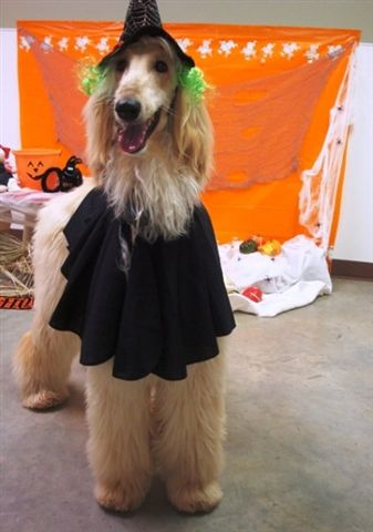 Trump Halloween09a.jpg - 27.02 K
